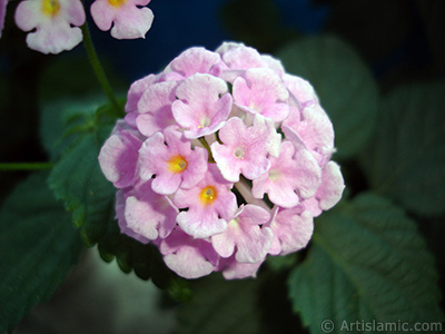 Lantana camara -bush lantana- flower. <i>(Family: Verbenaceae, Species: Lantana camara)</i> <br>Photo Date: June 2006, Location: Turkey/Istanbul, By: Artislamic.com