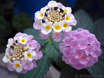 Lantana camara -bush lantana- flower. <i>(Family: Verbenaceae, Species: Lantana camara)</i> <br>Photo Date: June 2006, Location: Turkey/Istanbul, By: Artislamic.com