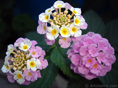 Lantana camara -bush lantana- flower. <i>(Family: Verbenaceae, Species: Lantana camara)</i> <br>Photo Date: June 2006, Location: Turkey/Istanbul, By: Artislamic.com