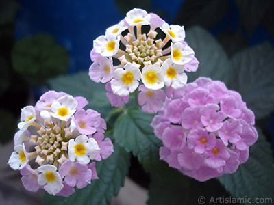 Lantana camara -bush lantana- flower. <i>(Family: Verbenaceae, Species: Lantana camara)</i> <br>Photo Date: June 2006, Location: Turkey/Istanbul, By: Artislamic.com