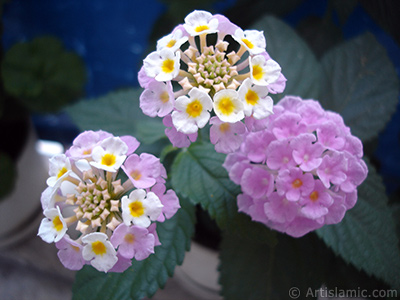 Lantana camara -bush lantana- flower. <i>(Family: Verbenaceae, Species: Lantana camara)</i> <br>Photo Date: June 2006, Location: Turkey/Istanbul, By: Artislamic.com