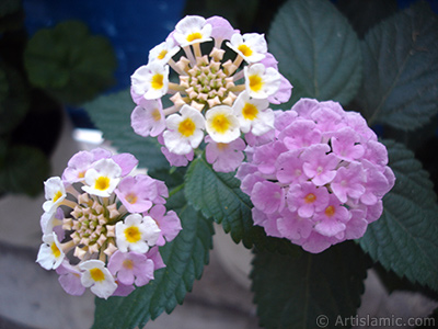 Lantana camara -bush lantana- flower. <i>(Family: Verbenaceae, Species: Lantana camara)</i> <br>Photo Date: June 2006, Location: Turkey/Istanbul, By: Artislamic.com