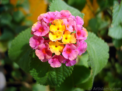 Lantana camara -bush lantana- flower. <i>(Family: Verbenaceae, Species: Lantana camara)</i> <br>Photo Date: September 2005, Location: Turkey/Istanbul-Mother`s Flowers, By: Artislamic.com