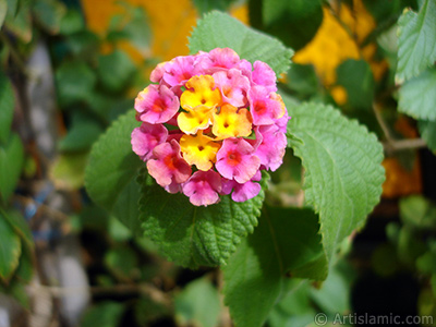 Lantana camara -bush lantana- flower. <i>(Family: Verbenaceae, Species: Lantana camara)</i> <br>Photo Date: September 2005, Location: Turkey/Istanbul-Mother`s Flowers, By: Artislamic.com