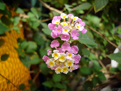 Lantana camara -bush lantana- flower. <i>(Family: Verbenaceae, Species: Lantana camara)</i> <br>Photo Date: September 2005, Location: Turkey/Istanbul-Mother`s Flowers, By: Artislamic.com