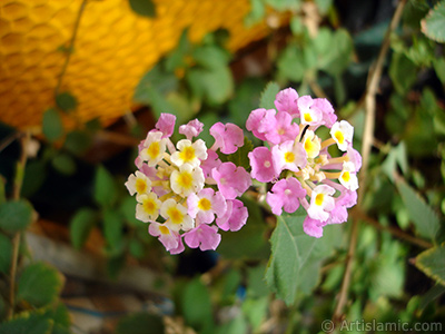 Lantana camara -bush lantana- flower. <i>(Family: Verbenaceae, Species: Lantana camara)</i> <br>Photo Date: September 2005, Location: Turkey/Istanbul-Mother`s Flowers, By: Artislamic.com