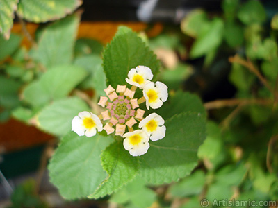 Lantana camara -bush lantana- flower. <i>(Family: Verbenaceae, Species: Lantana camara)</i> <br>Photo Date: September 2005, Location: Turkey/Istanbul-Mother`s Flowers, By: Artislamic.com