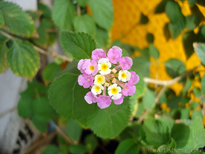 Lantana camara -bush lantana- flower. <i>(Family: Verbenaceae, Species: Lantana camara)</i> <br>Photo Date: September 2005, Location: Turkey/Istanbul-Mother`s Flowers, By: Artislamic.com