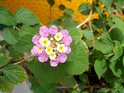 Lantana camara -bush lantana- flower. <i>(Family: Verbenaceae, Species: Lantana camara)</i> <br>Photo Date: September 2005, Location: Turkey/Istanbul-Mother`s Flowers, By: Artislamic.com