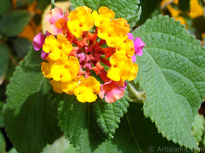 Lantana camara -bush lantana- flower. <i>(Family: Verbenaceae, Species: Lantana camara)</i> <br>Photo Date: September 2005, Location: Turkey/Istanbul-Mother`s Flowers, By: Artislamic.com