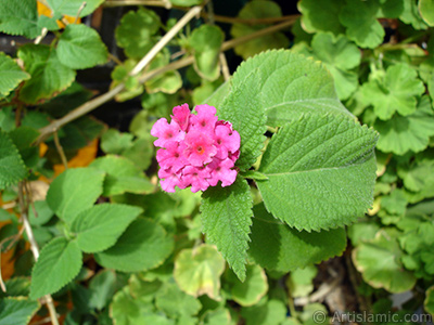 Lantana camara -bush lantana- flower. <i>(Family: Verbenaceae, Species: Lantana camara)</i> <br>Photo Date: September 2005, Location: Turkey/Istanbul-Mother`s Flowers, By: Artislamic.com