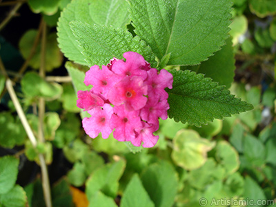 Lantana camara -bush lantana- flower. <i>(Family: Verbenaceae, Species: Lantana camara)</i> <br>Photo Date: September 2005, Location: Turkey/Istanbul-Mother`s Flowers, By: Artislamic.com