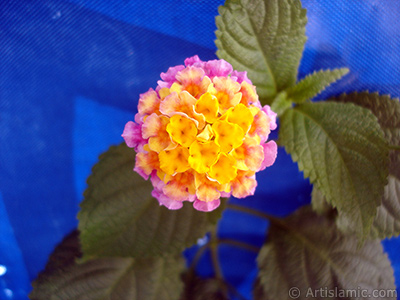 Lantana camara -bush lantana- flower. <i>(Family: Verbenaceae, Species: Lantana camara)</i> <br>Photo Date: August 2005, Location: Turkey/Istanbul, By: Artislamic.com