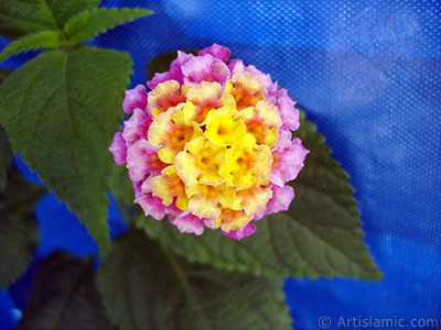 Lantana camara -bush lantana- flower. <i>(Family: Verbenaceae, Species: Lantana camara)</i> <br>Photo Date: August 2005, Location: Turkey/Istanbul, By: Artislamic.com