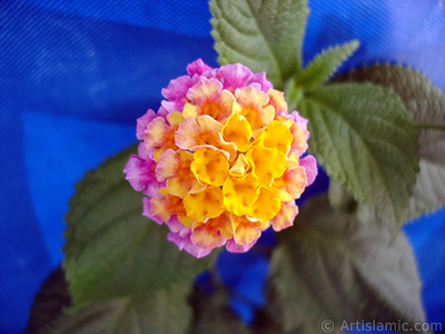 Lantana camara -bush lantana- flower. <i>(Family: Verbenaceae, Species: Lantana camara)</i> <br>Photo Date: August 2005, Location: Turkey/Istanbul, By: Artislamic.com