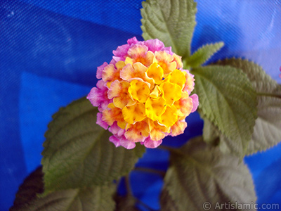 Lantana camara -bush lantana- flower. <i>(Family: Verbenaceae, Species: Lantana camara)</i> <br>Photo Date: August 2005, Location: Turkey/Istanbul, By: Artislamic.com