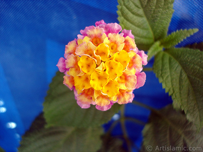 Lantana camara -bush lantana- flower. <i>(Family: Verbenaceae, Species: Lantana camara)</i> <br>Photo Date: August 2005, Location: Turkey/Istanbul, By: Artislamic.com