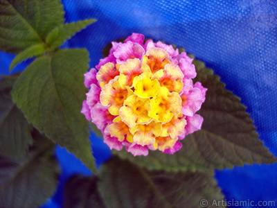 Lantana camara -bush lantana- flower. <i>(Family: Verbenaceae, Species: Lantana camara)</i> <br>Photo Date: August 2005, Location: Turkey/Istanbul, By: Artislamic.com