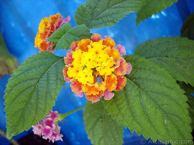 Lantana camara -bush lantana- flower. <i>(Family: Verbenaceae, Species: Lantana camara)</i> <br>Photo Date: June 2005, Location: Turkey/Istanbul, By: Artislamic.com