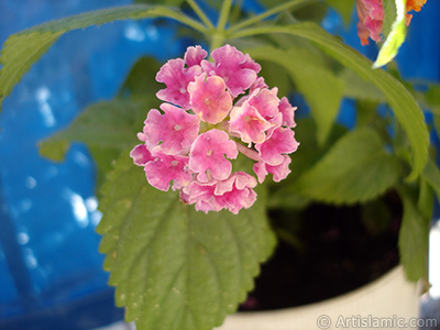 Lantana camara -bush lantana- flower. <i>(Family: Verbenaceae, Species: Lantana camara)</i> <br>Photo Date: June 2005, Location: Turkey/Istanbul, By: Artislamic.com