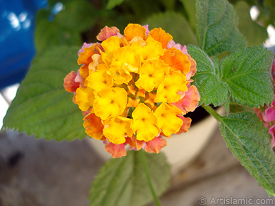 Lantana camara -bush lantana- flower. <i>(Family: Verbenaceae, Species: Lantana camara)</i> <br>Photo Date: June 2005, Location: Turkey/Istanbul, By: Artislamic.com