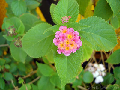 Lantana camara -bush lantana- flower. <i>(Family: Verbenaceae, Species: Lantana camara)</i> <br>Photo Date: September 2005, Location: Turkey/Istanbul-Mother`s Flowers, By: Artislamic.com