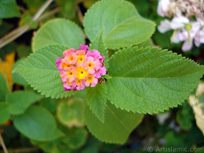 Lantana camara -bush lantana- flower. <i>(Family: Verbenaceae, Species: Lantana camara)</i> <br>Photo Date: September 2005, Location: Turkey/Istanbul-Mother`s Flowers, By: Artislamic.com