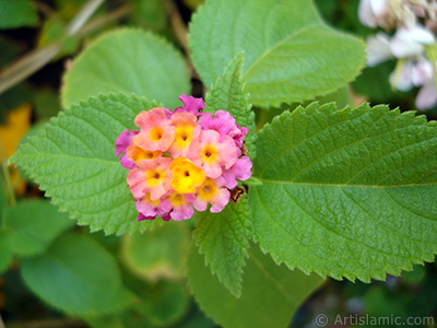 Lantana camara -bush lantana- flower. <i>(Family: Verbenaceae, Species: Lantana camara)</i> <br>Photo Date: September 2005, Location: Turkey/Istanbul-Mother`s Flowers, By: Artislamic.com