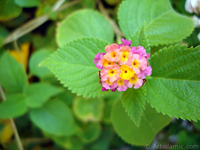 Lantana camara -bush lantana- flower. <i>(Family: Verbenaceae, Species: Lantana camara)</i> <br>Photo Date: September 2005, Location: Turkey/Istanbul-Mother`s Flowers, By: Artislamic.com