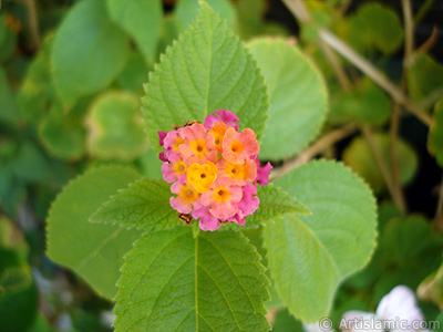 Lantana camara -bush lantana- flower. <i>(Family: Verbenaceae, Species: Lantana camara)</i> <br>Photo Date: September 2005, Location: Turkey/Istanbul-Mother`s Flowers, By: Artislamic.com