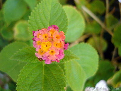 Aa minesi iei resmi. <i>(Ailesi: Verbenaceae, Tr: Lantana camara)</i> <br>ekim Tarihi: Eyll 2005, Yer: stanbul-Annemin iekleri, Fotoraf: islamiSanat.net