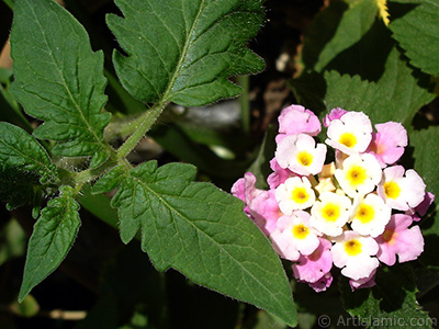 Lantana camara -bush lantana- flower. <i>(Family: Verbenaceae, Species: Lantana camara)</i> <br>Photo Date: September 2005, Location: Turkey/Istanbul-Mother`s Flowers, By: Artislamic.com