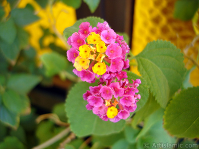 Lantana camara -bush lantana- flower. <i>(Family: Verbenaceae, Species: Lantana camara)</i> <br>Photo Date: September 2005, Location: Turkey/Istanbul-Mother`s Flowers, By: Artislamic.com