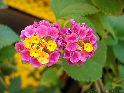 Lantana camara -bush lantana- flower. <i>(Family: Verbenaceae, Species: Lantana camara)</i> <br>Photo Date: September 2005, Location: Turkey/Istanbul-Mother`s Flowers, By: Artislamic.com