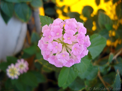 Lantana camara -bush lantana- flower. <i>(Family: Verbenaceae, Species: Lantana camara)</i> <br>Photo Date: August 2005, Location: Turkey/Istanbul-Mother`s Flowers, By: Artislamic.com