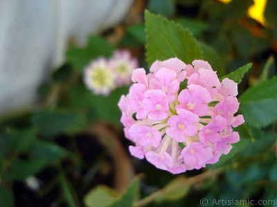 Lantana camara -bush lantana- flower. <i>(Family: Verbenaceae, Species: Lantana camara)</i> <br>Photo Date: August 2005, Location: Turkey/Istanbul-Mother`s Flowers, By: Artislamic.com