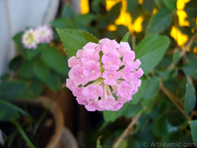 Lantana camara -bush lantana- flower. <i>(Family: Verbenaceae, Species: Lantana camara)</i> <br>Photo Date: August 2005, Location: Turkey/Istanbul-Mother`s Flowers, By: Artislamic.com