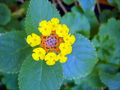 Lantana camara -bush lantana- flower. <i>(Family: Verbenaceae, Species: Lantana camara)</i> <br>Photo Date: August 2005, Location: Turkey/Istanbul-Mother`s Flowers, By: Artislamic.com