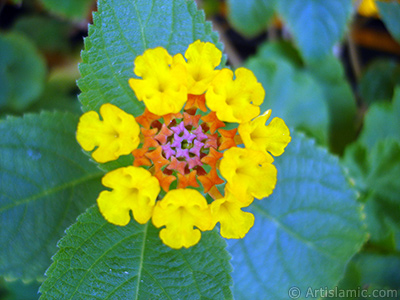 Aa minesi iei resmi. <i>(Ailesi: Verbenaceae, Tr: Lantana camara)</i> <br>ekim Tarihi: Austos 2005, Yer: stanbul-Annemin iekleri, Fotoraf: islamiSanat.net