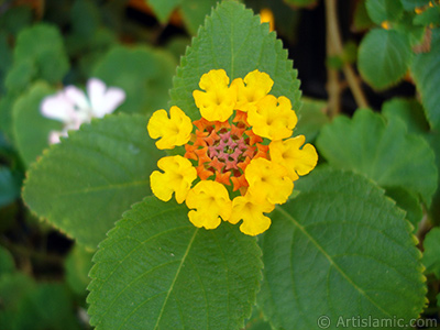 Lantana camara -bush lantana- flower. <i>(Family: Verbenaceae, Species: Lantana camara)</i> <br>Photo Date: August 2005, Location: Turkey/Istanbul-Mother`s Flowers, By: Artislamic.com