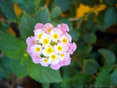 Lantana camara -bush lantana- flower. <i>(Family: Verbenaceae, Species: Lantana camara)</i> <br>Photo Date: August 2005, Location: Turkey/Istanbul-Mother`s Flowers, By: Artislamic.com