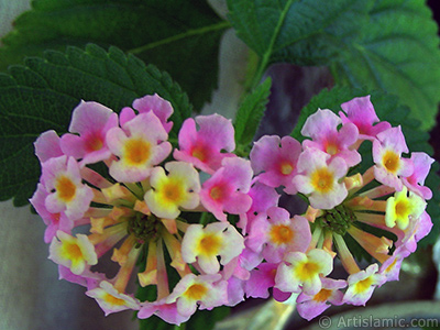 Lantana camara -bush lantana- flower. <i>(Family: Verbenaceae, Species: Lantana camara)</i> <br>Photo Date: June 2005, Location: Turkey/Istanbul-Mother`s Flowers, By: Artislamic.com