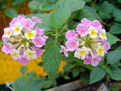 Lantana camara -bush lantana- flower. <i>(Family: Verbenaceae, Species: Lantana camara)</i> <br>Photo Date: June 2005, Location: Turkey/Istanbul-Mother`s Flowers, By: Artislamic.com