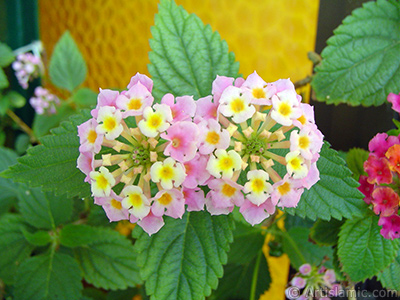 Lantana camara -bush lantana- flower. <i>(Family: Verbenaceae, Species: Lantana camara)</i> <br>Photo Date: June 2005, Location: Turkey/Istanbul-Mother`s Flowers, By: Artislamic.com