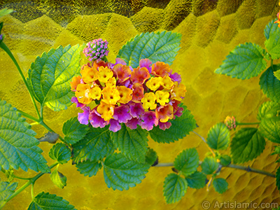 Lantana camara -bush lantana- flower. <i>(Family: Verbenaceae, Species: Lantana camara)</i> <br>Photo Date: June 2005, Location: Turkey/Istanbul-Mother`s Flowers, By: Artislamic.com