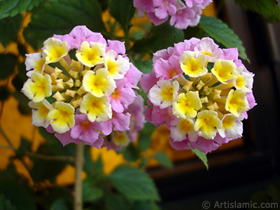 Lantana camara -bush lantana- flower. <i>(Family: Verbenaceae, Species: Lantana camara)</i> <br>Photo Date: May 2005, Location: Turkey/Istanbul-Mother`s Flowers, By: Artislamic.com