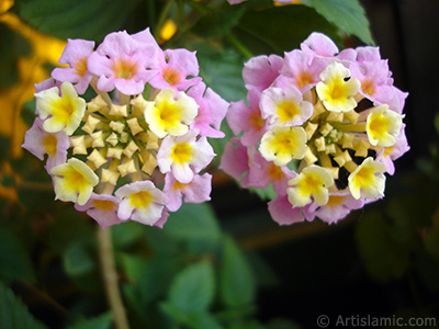 Lantana camara -bush lantana- flower. <i>(Family: Verbenaceae, Species: Lantana camara)</i> <br>Photo Date: May 2005, Location: Turkey/Istanbul-Mother`s Flowers, By: Artislamic.com