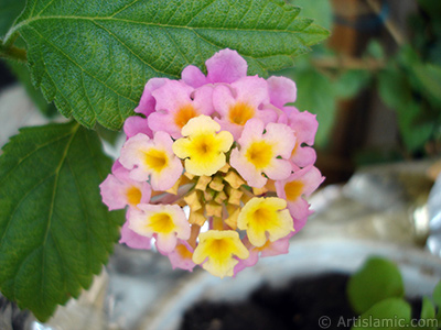 Lantana camara -bush lantana- flower. <i>(Family: Verbenaceae, Species: Lantana camara)</i> <br>Photo Date: May 2005, Location: Turkey/Istanbul-Mother`s Flowers, By: Artislamic.com