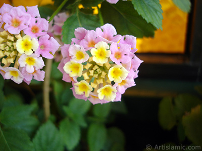 Lantana camara -bush lantana- flower. <i>(Family: Verbenaceae, Species: Lantana camara)</i> <br>Photo Date: May 2005, Location: Turkey/Istanbul-Mother`s Flowers, By: Artislamic.com