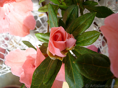 Pink color Azalea -Rhododendron- flower. <i>(Family: Ericaceae, Species: Rhododendron, Azalea)</i> <br>Photo Date: January 2011, Location: Turkey/Istanbul-Mother`s Flowers, By: Artislamic.com